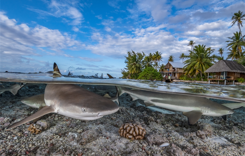 Blacktip Reef Shark, French Polynesia CREDIT: Hannes Klosterman